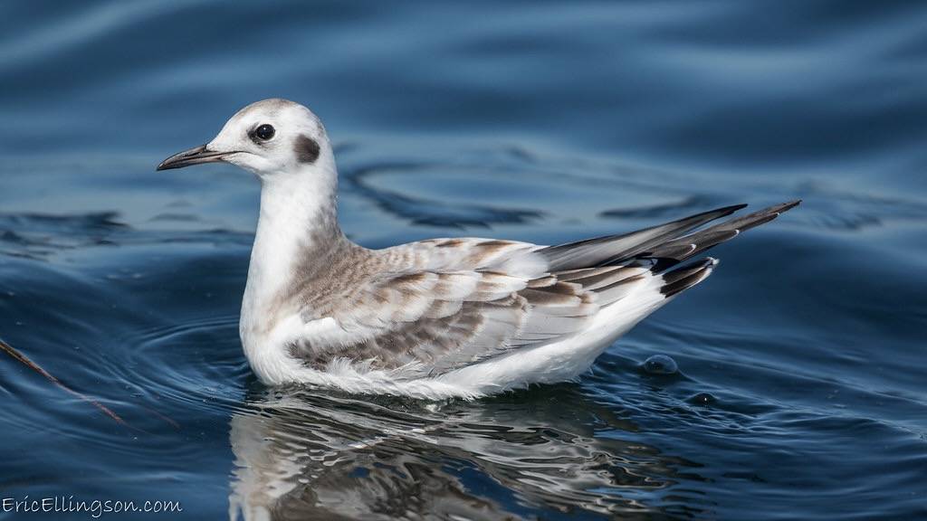 Bonaparte's Gull juvenile by esellingson is licensed under CC BY-NC-ND 2.0